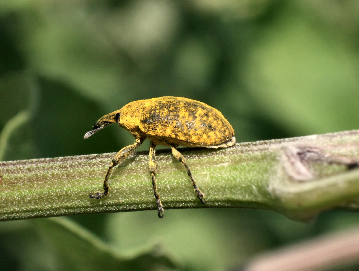 Lixus bardanae ?? no. Larinus sp.